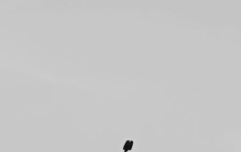 Wallpaper A Black and White Bird on a Wire