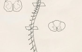 Wallpaper A Black and White Drawing of a Spiral of Life
