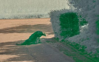 Wallpaper A Green Lizard Sitting on the Side of a Road