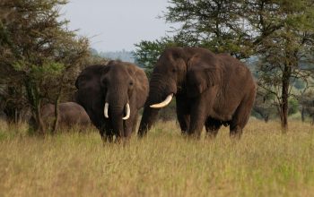 Wallpaper A Herd of Elephants Standing on Top of a Grass Covered Field