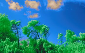 Wallpaper A Green Field with Trees and Clouds