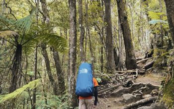 Wallpaper A Person with a Blue Backpack Walking Through a Forest