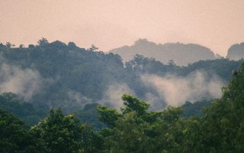 Wallpaper A Plane Flying Over a Lush Green Forest