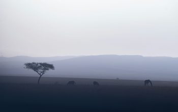 Wallpaper A Herd of Animals Grazing on a Dry Grass Field