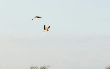 Wallpaper Two Birds Flying Over a Dry Grass Field