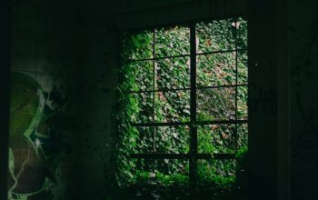 Wallpaper A Dark Room with a Window and Vine-Covered Walls