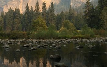 Wallpaper Landscape Photography of Trees Near Mountain