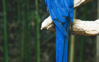 Wallpaper Blue Bird Perch on Brown Tree