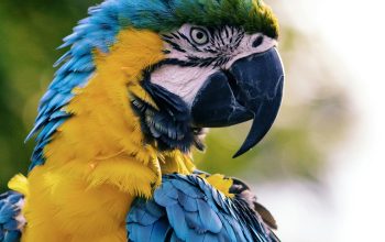Wallpaper Close Up of a Yellow and Blue Macaw
