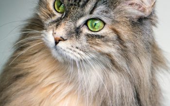 Wallpaper Focus Photography of Long-Fur Brown Cat