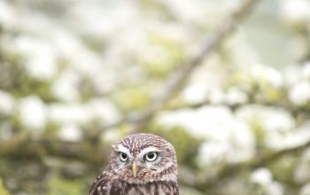 Wallpaper Brown Owl on Tree Branch in Shallow Focus Photography