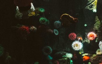 Wallpaper Underwater Coral Reefs