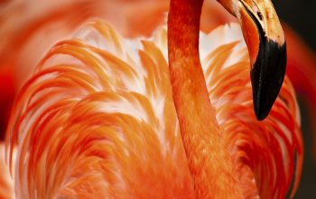 Wallpaper Closeup Photo of Orange Bird