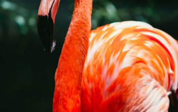 Wallpaper Flamingo in Macro Shot Photography