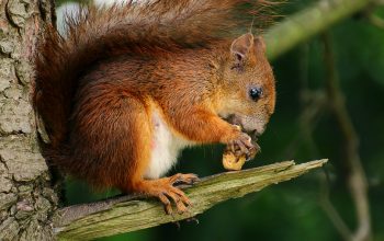Wallpaper Brown Squirrel on Tree Branch Eating Nut