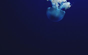 Wallpaper Jellyfish Underwater Photo