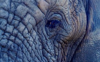 Wallpaper Macro Photography of Elephant’s Face