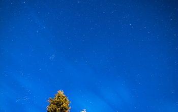 Wallpaper Brown Leafed Trees at Night