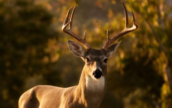 Wallpaper Selective Focus Photography of Brown Deer