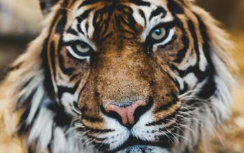 Wallpaper Majestic Tiger Face