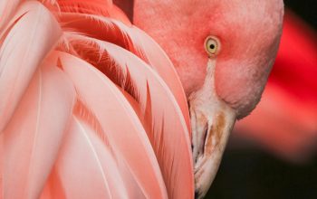 Wallpaper Close Up Photography of a Pink Bird