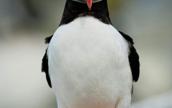 Wallpaper Selective Focus Photography of Black and White Puffin Bird