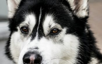 Wallpaper Close Up Photo of Black and White Siberian Husky Dog