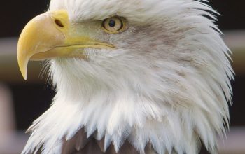 Wallpaper Close View of Bald Eagle