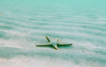 Wallpaper White Starfish on Sand Underwater During Daytime