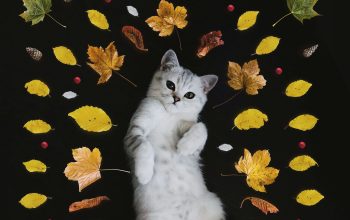 Wallpaper Silver Tabby Cat Surrounded by Leaves