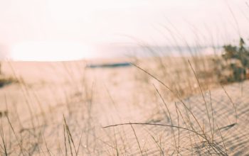 Wallpaper Low Angle Grass