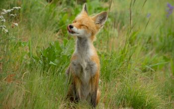 Wallpaper Fox Sitting on Green Grass