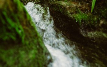 Wallpaper Water Flower Through Rocks