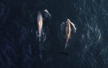 Wallpaper Aerial View Photography of Two Dolphins in Water
