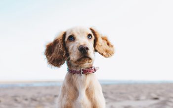 Wallpaper A Brown Dog Sitting on a Sandy Beach