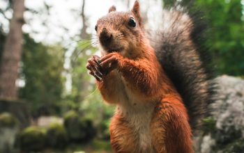Wallpaper Wildlife Photography of Brown Squirrel