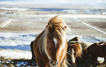 Wallpaper Close-Up Photography of Brown Horse Walking in Front of Ice-Capped Mountain