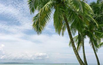 Wallpaper Palm Tree Near Seashore