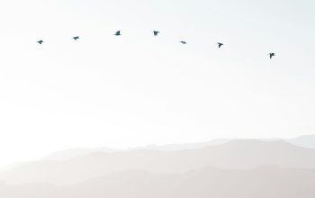 Wallpaper Bird Flying Above Water Under White Sky During Daytime