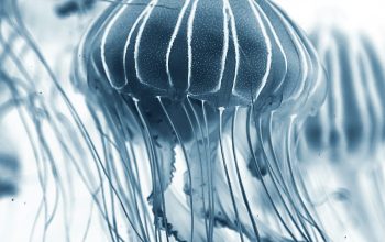 Wallpaper Macro Shot of Jellyfish