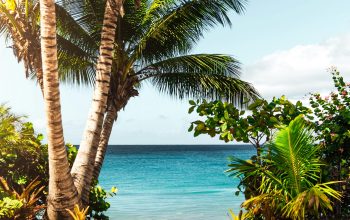 Wallpaper Coconut Tree on Beach