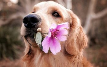 Wallpaper Dog Holding Flower