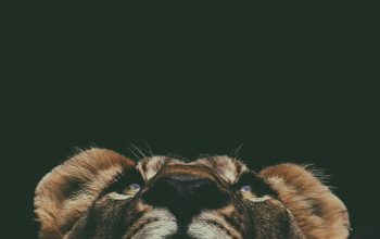 Wallpaper Brown Lion Macro Photography