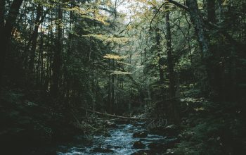 Wallpaper Body of Water Between Trees