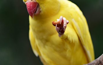 Wallpaper Yellow Parakeet on Tree Branch