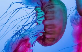 Wallpaper Multicolored Jellyfish