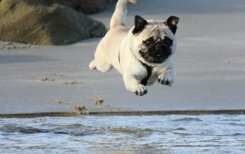 Wallpaper Fawn Pug Jumping on Water