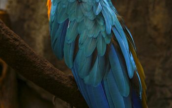 Wallpaper Close-Up Photography of Multicolored Parrot