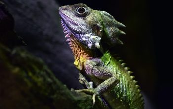 Wallpaper Green Reptile on Tree Branch