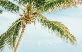 Wallpaper Green Leafed Coconut Tree Near Sea